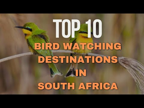 Top 10 Bird Watching Destinations in South Africa | Must-Visit Birding Spots