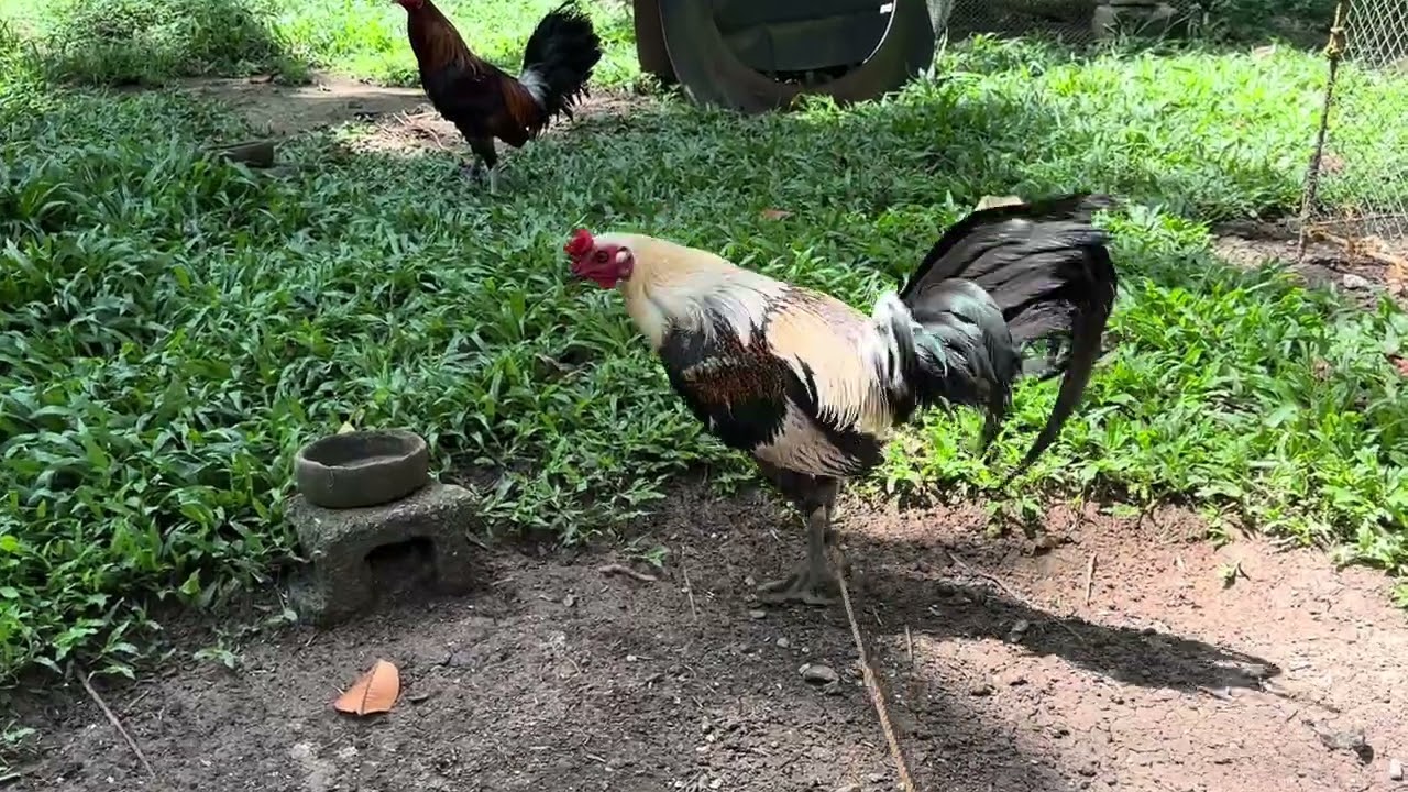 Talisayen/Kanawayon🐓🇵🇭