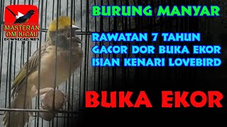 Download Suara Manyar Gacor Isian Kenari Lovebird Gacor Buka Ekor Cocok Buat Masteran Video MP3 Suara Manyar Gacor Isian Kenari Lovebird Gacor Buka Ekor Cocok Buat Masteran