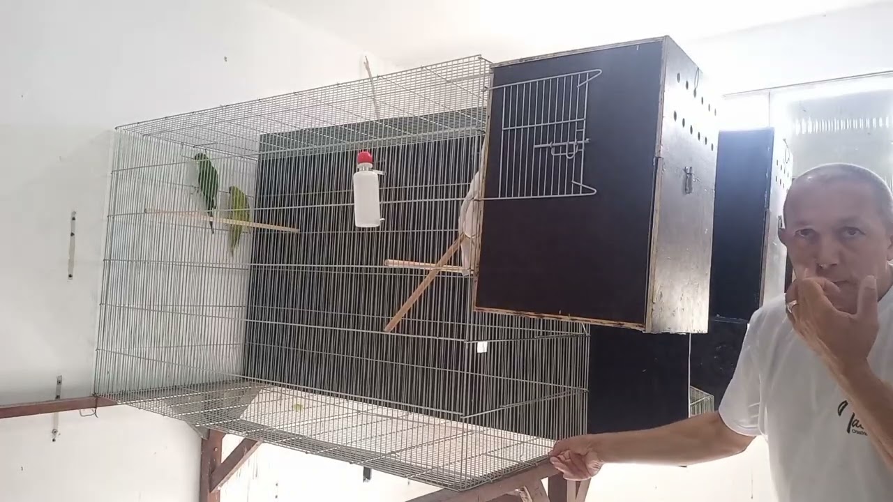 vejam quatro filhotes de ring neck filhos de casal verde vejam acor que eles nasceu