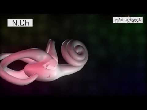 ყურის აგებულება