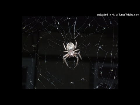 arca - predator
