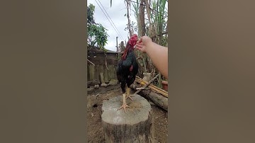 Thaij Lau Qaib Sib Ncaw 6 tu Py Saib Nawb