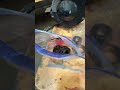 Wheel bearing preservation and general repairs upcoming.