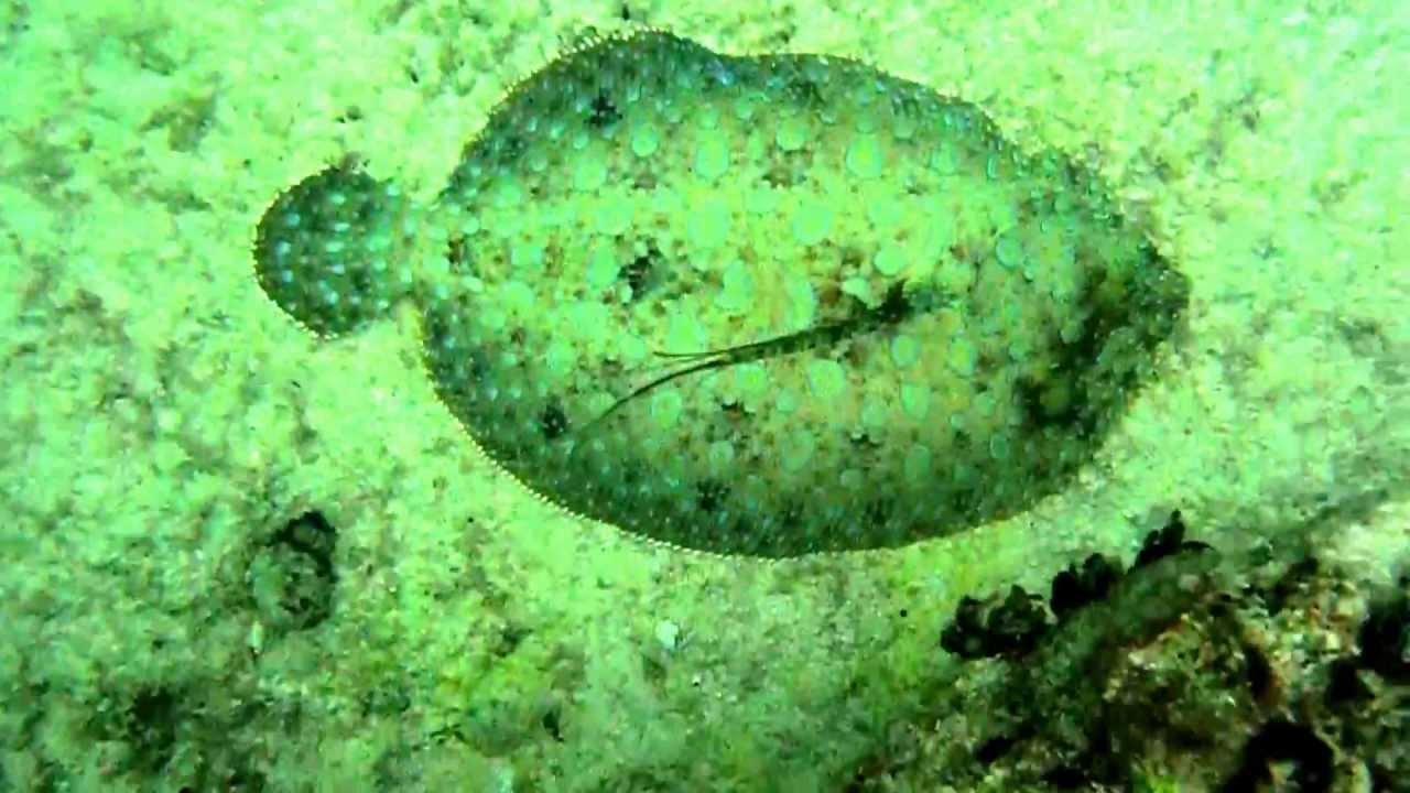 Caribbean Flounder YouTube