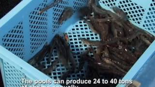 The world's first Indoor Shrimp Production System (ISPS)