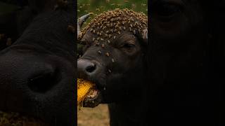 Httpsyoutubecomshortsk4gypbf0rl0sit82d51gnjiaaobfq