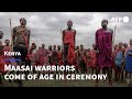 Hundreds Of Maasai Warriors Come Of Age During Eunoto Ceremony In Kenya AFP Hundreds Of Maasai Warriors Come Of Age During Eunoto Ceremony In Kenya AFP