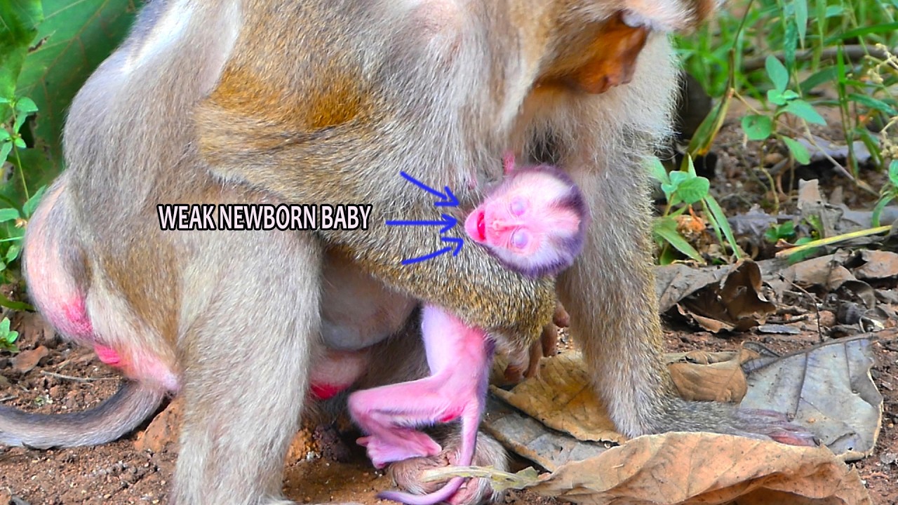 Since birth, newborn Monkey Lacks Milk From Elderly Mother monkey