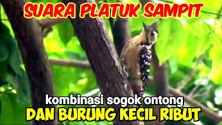 Suara Pikat Platuk Sampit Dan Sogok Ontong Kombinasi Burung Kecil Ribut