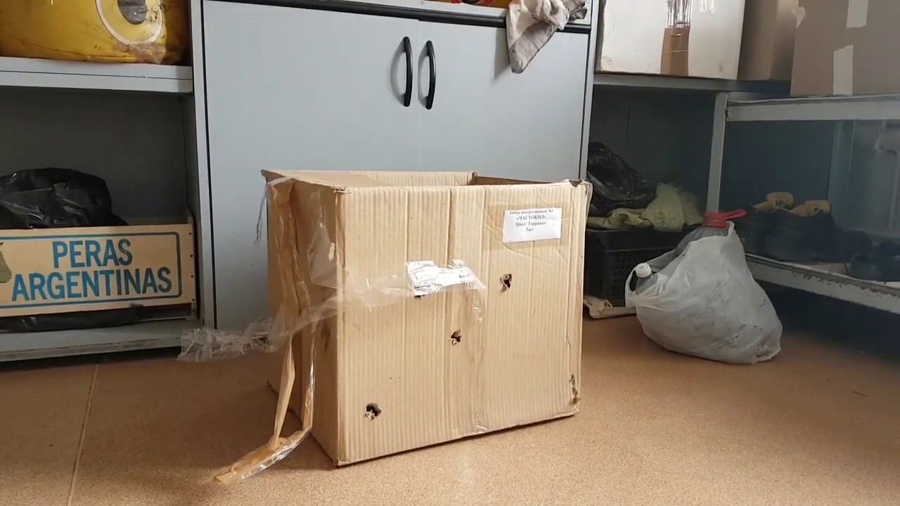 Обещанный бонус про птицу выпь. Оно следит за вами!