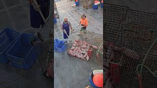 Download Lagu Beautiful fishing In the Timor sea. Bloody hard to beat! MP3