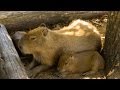木漏れ日 カピバラうとうと (Capybaras sleep under tree)