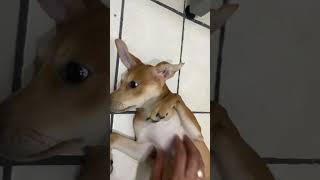 #funny #perros #cachorrosdivertidos #mascotas #pets #cachorros #cachorro
