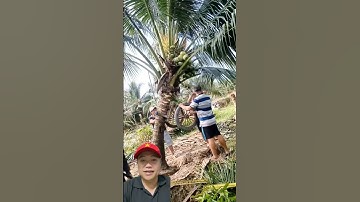 Nông dân miền tây di dời cây dừa nhiều trái quá hay #shorts #mientay