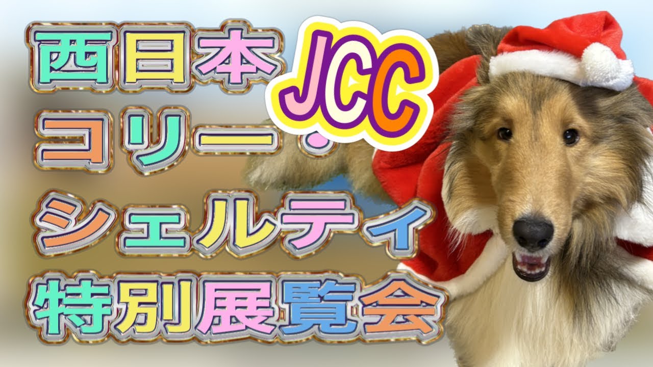 ドッグショー】JCC西日本コリー・シェルティ特別展覧会 - YouTube