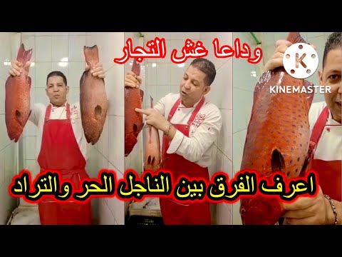 الفرق بين الناجل الحر والتراد فيه فرق كبير خلو بلكم وداعا غش التجار والبياعين