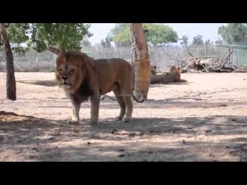 ვიდეო: რის სიმბოლოა ჩინური ლომი?