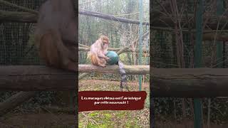 Download Lagu 25 ans de Rose - Primate réhabilité au Refuge de l'Arche MP3