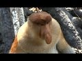 Labuk Bay Proboscis Monkey Sanctuary