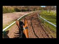 Racehorse training. Riding out on the gallops in Newmarket.