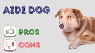 Aidi Dog: pros and cons