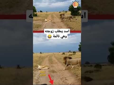 اسد يمقلب زوجته اللبؤه وهي نائمة #shorts