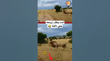 اسد يمقلب زوجته اللبؤه وهي نائمة #shorts