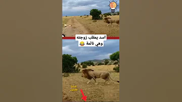 اسد يمقلب زوجته اللبؤه وهي نائمة Shorts 