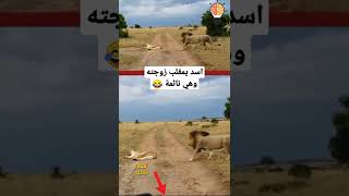 اسد يمقلب زوجته اللبؤه وهي نائمة #shorts