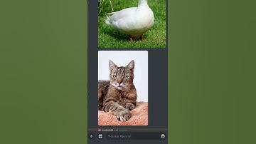 Using Ai to Combine A cat and a Duck#shorts #ai #aiart #midjourney #funny #shortsfeed #viralshorts