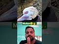 Mutton cutting😲. #viral #Amazing #special #shorts #cooking