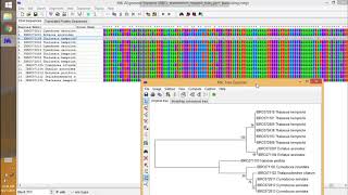 Cara menganalisis filogenetik aplikasi Mega 6 | How to do phylegentic analysis in Mega 6 software screenshot 5