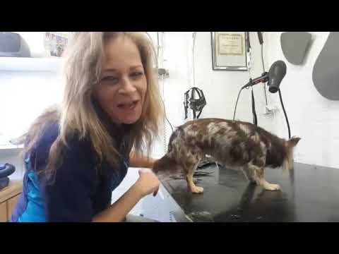 longhair-chihuahua-for-the-first-groom-in-dog-trim-center