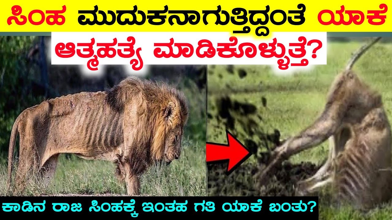 ಸಿಂಹ ಯಾಕೆ ಹೀಗೆ ಮಾಡುತ್ತೆ? Life Story of Old Lion in Kannada Last Moments of Lions Life in