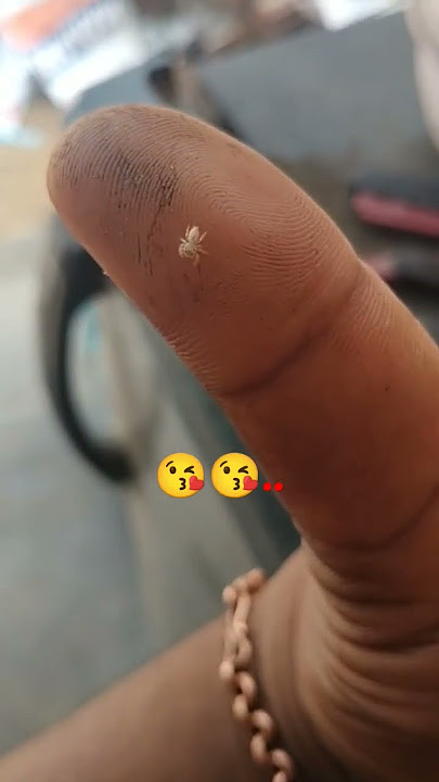 #Dhanush7799 | #trending |#Mini spider | I had never seen this type of small spider ๐ธ๏ธ๐๐.