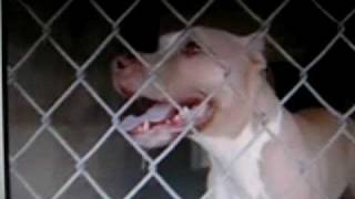 Pit Bull Attacks 2 Women Walking In Neighborhood