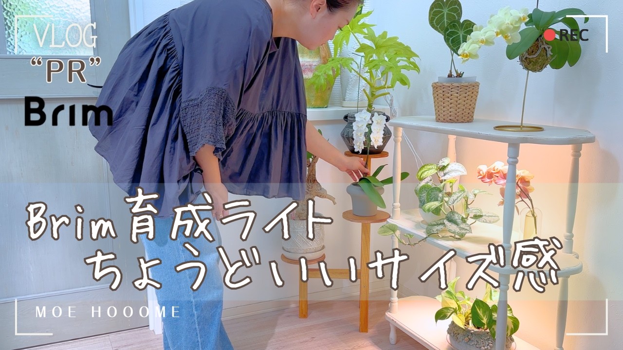 Perfect Size] The ideal grow light for plant shelves - YouTube