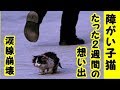 【感動 泣ける話 保護猫】障害を持った子猫は短命・たった2週間の私と子猫の切ない想い出・招き猫ちゃんねる