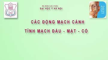 CÁC ĐỘNG MẠCH CẢNH VÀ TĨNH MẠCH VÙNG ĐẦU - MẶT - CỔ | GIẢI PHẪU NGƯỜI - SĐH HMU