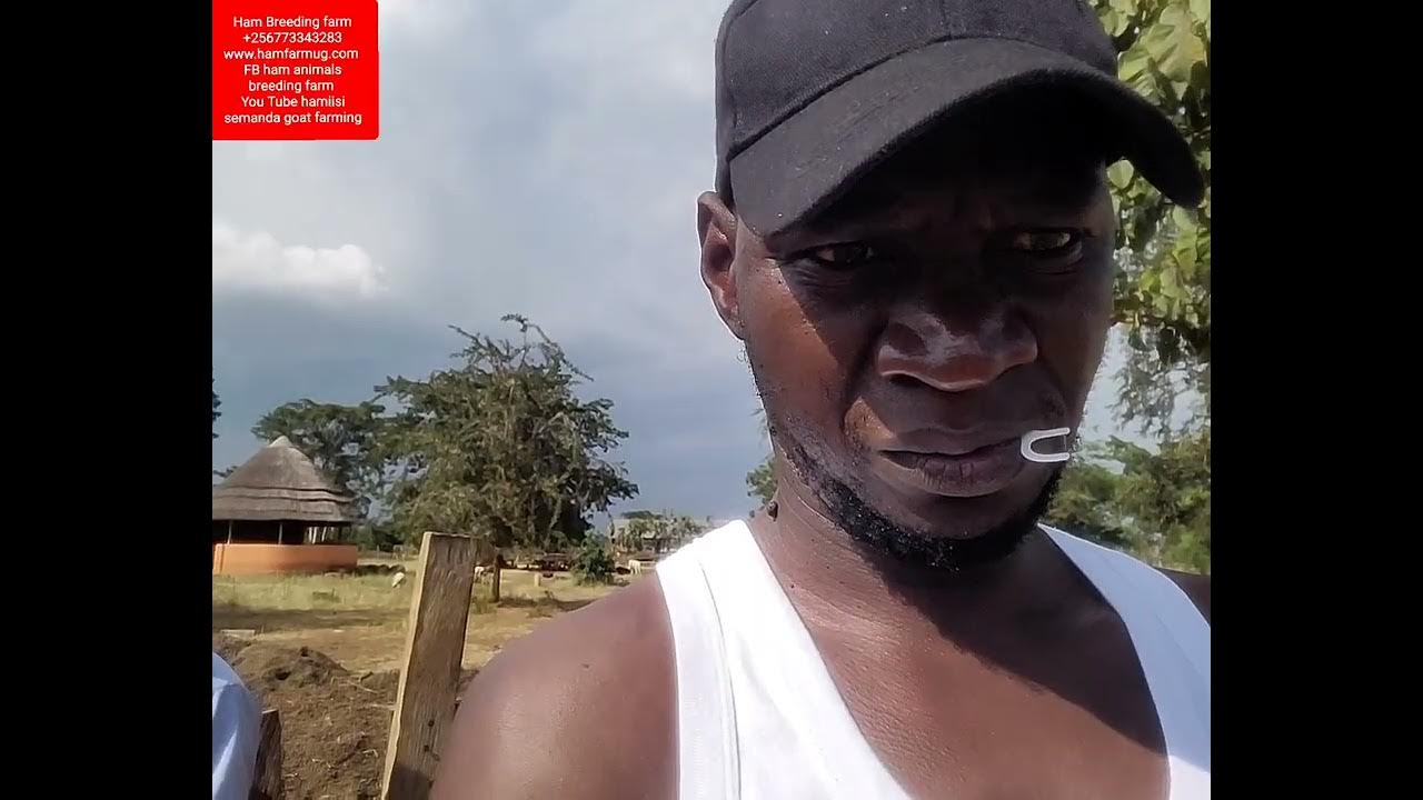 Reasons why goats meat is still expensive and how we can reduce on the