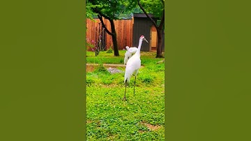 Thumbnail of whooping #crane