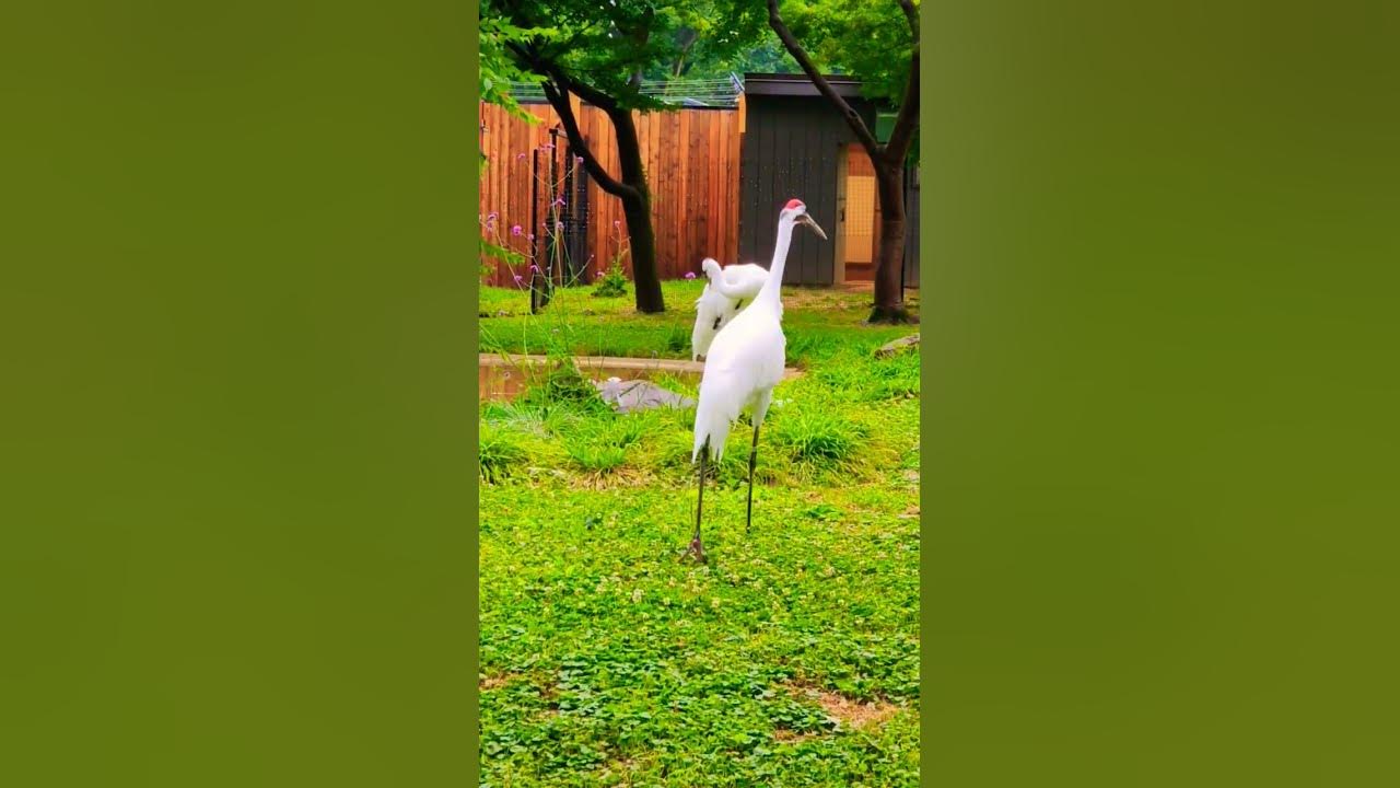 whooping #crane