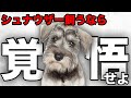 【解説】迎える前に1度見て!ミニチュアシュナウザーの魅力や注意点について教えます!