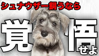 【解説】迎える前に1度見て！ミニチュアシュナウザーの魅力や注意点について教えます！