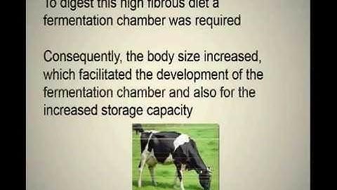 Evolution of Rumen Digestion...