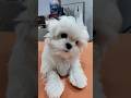 Genius Dog Test Top Achievement Genius Dog Test Top Achievement