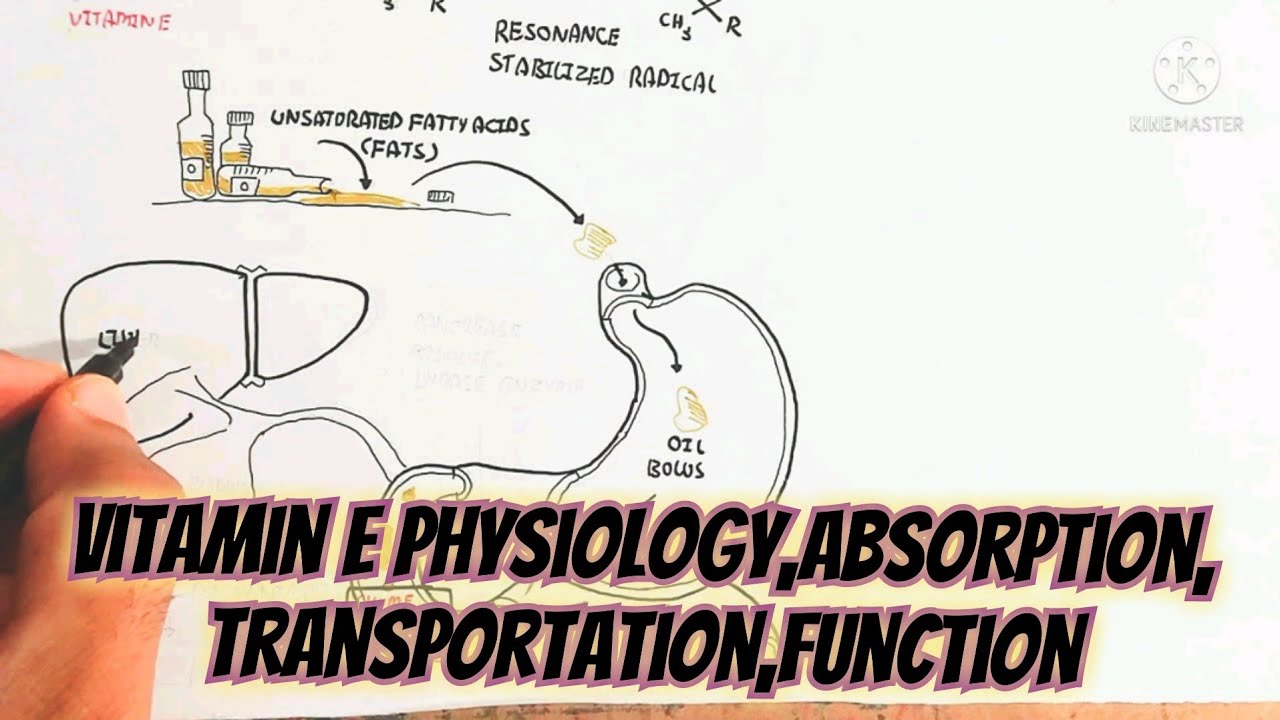 vitamin E physiology/absorption/transportation/function/tocopherol/umer farooq