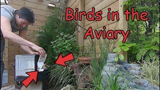 FINCHES and QUAILS Released in the Improved Aviary