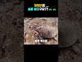 엉덩이로 숨을 쉰다구요?? #거북이 #호흡법 #동물 #동물다큐 #지식